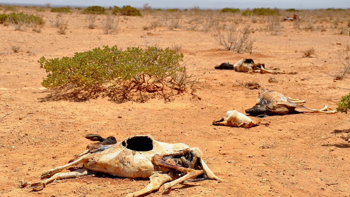 A Horn of Africa Meltdown is a Terrifying Possibility