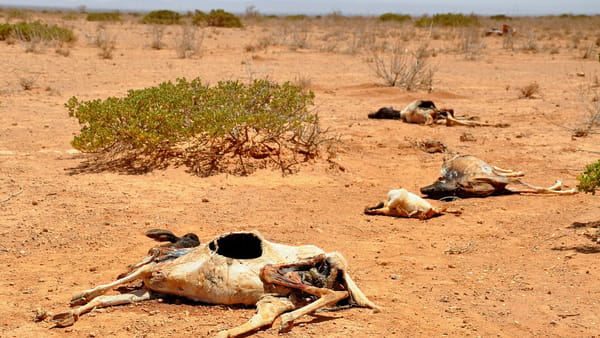 A Horn of Africa Meltdown is a Terrifying Possibility
