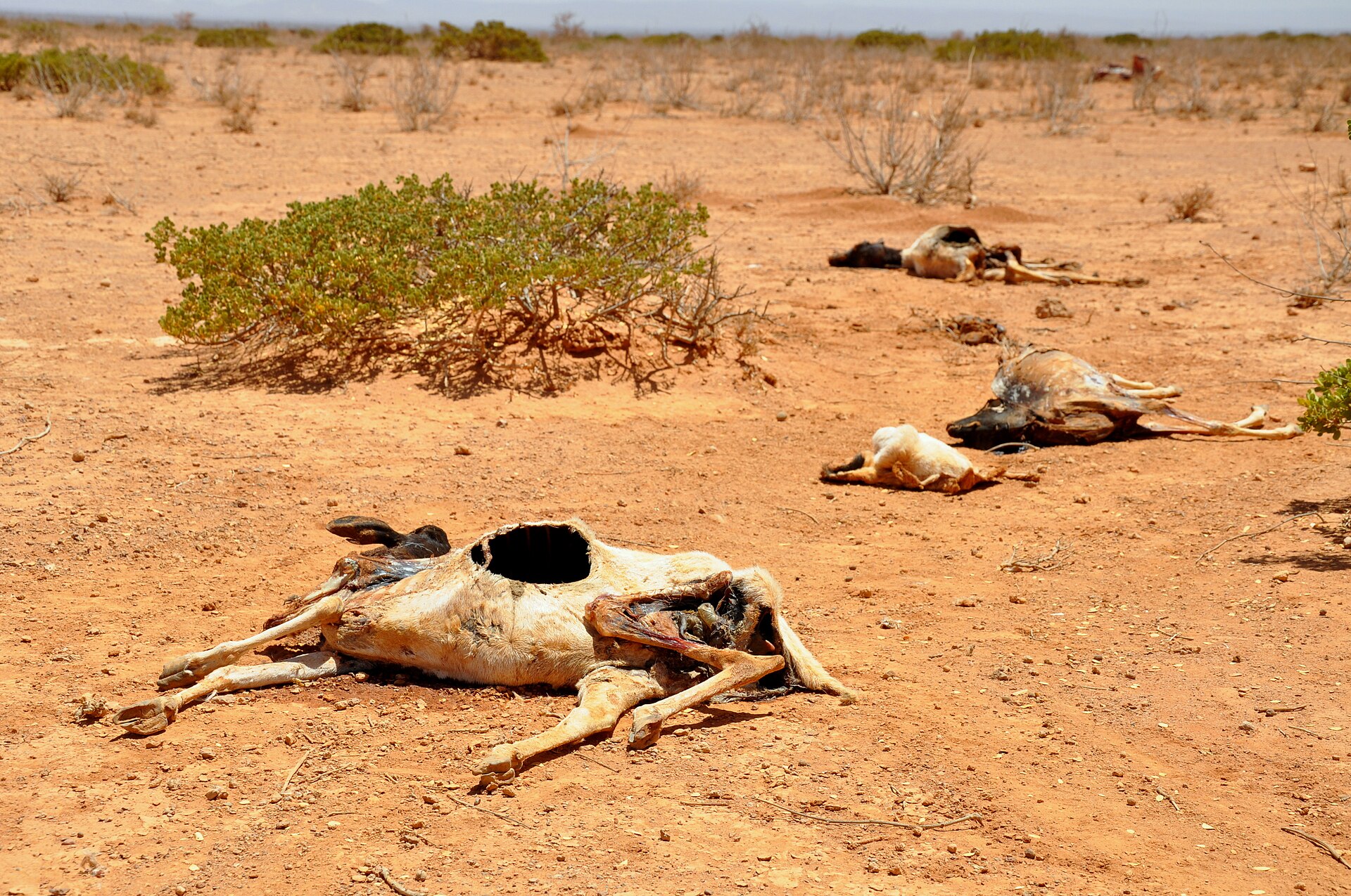 A Horn of Africa Meltdown is a Terrifying Possibility